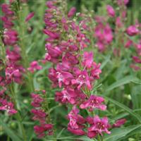 Penstemon barbatus Rock Candy<sup>®</sup> Pink