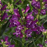 Penstemon barbatus Rock Candy<sup>®</sup> Purple