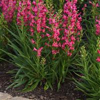 Penstemon barbatus Rock Candy<sup>®</sup> Ruby