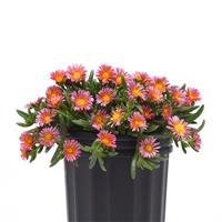 Delosperma hybrid Ocean Sunset™ Orange Glow