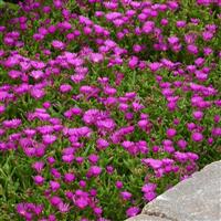 Delosperma hybrid Ocean Sunset™ Violet