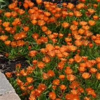 Delosperma hybrid Ocean Sunset™ Orange Vibe