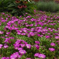 Delosperma hybrid Ocean Sunset™ Violet  Flare