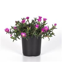 Delosperma hybrid Ocean Sunset™ Violet  Flare