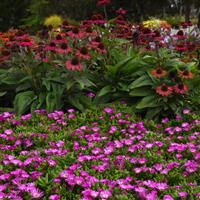 Delosperma hybrid Ocean Sunset™ Violet  Flare