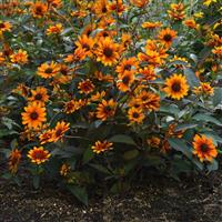 Heliopsis helianthoides Summer Eclipse