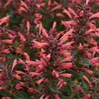 Agastache mexicana Summerlong™ Coral