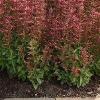 Agastache mexicana Summerlong™ Coral