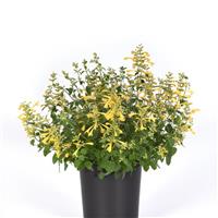 Agastache mexicana Summerlong™ Lemon