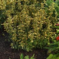 Agastache mexicana Summerlong™ Lemon