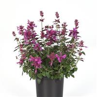 Agastache mexicana Summerlong™ Lilac