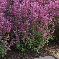 Agastache mexicana Summerlong™ Lilac