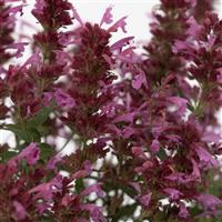 Agastache mexicana Summerlong™ Magenta