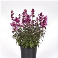 Agastache mexicana Summerlong™ Magenta