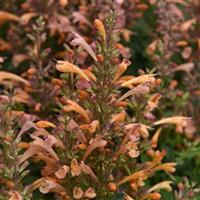 Agastache mexicana Summerlong™ Peach