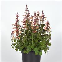 Agastache mexicana Summerlong™ Peach