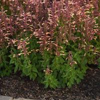 Agastache mexicana Summerlong™ Peach