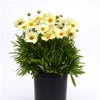 Coreopsis UpTick™ Cream