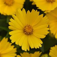 Coreopsis UpTick™ Gold