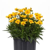 Coreopsis UpTick™ Gold