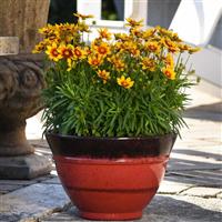 Coreopsis UpTick™ Gold & Bronze