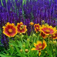 Coreopsis UpTick™ Gold & Bronze