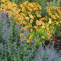 Coreopsis UpTick™ Gold & Bronze