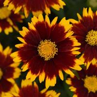 Coreopsis UpTick™ Red