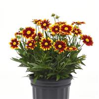 Coreopsis UpTick™ Red