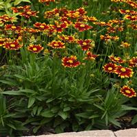 Coreopsis UpTick™ Red