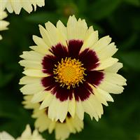 Coreopsis UpTick™ Cream & Red