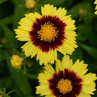 Coreopsis UpTick™ Yellow & Red