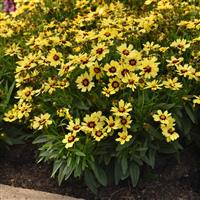 Coreopsis UpTick™ Yellow & Red