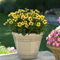 Coreopsis UpTick™ Yellow & Red