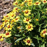 Coreopsis UpTick™ Yellow & Red