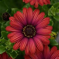 Zion™ Red Osteospermum