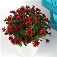 Zion™ Red Osteospermum