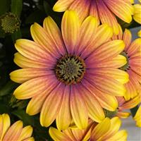 Zion™ Apricot Sun Osteospermum