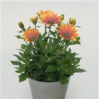 Zion™ Apricot Sun Osteospermum