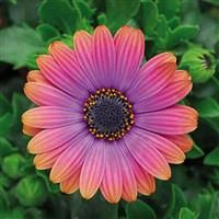 Zion™ Copper Amethyst Osteospermum