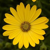 Zion™ Pure Yellow Osteospermum