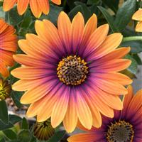 Zion™ Purple Sun Osteospermum