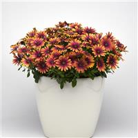 Zion™ Purple Sun Osteospermum