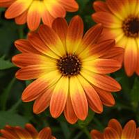 Zion™ Orange Burst Osteospermum