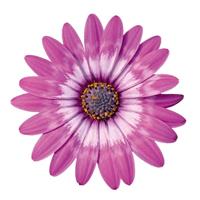 Zion™ Violet Feather Osteospermum