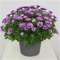 Zion™ Violet Feather Osteospermum