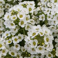 North Face White Alyssum