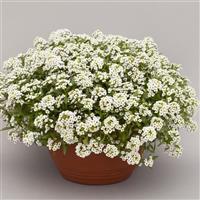 North Face White Alyssum