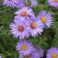 Island Barbados Aster