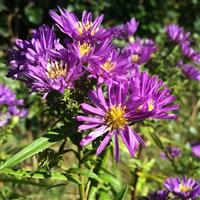 Island Samoa Aster